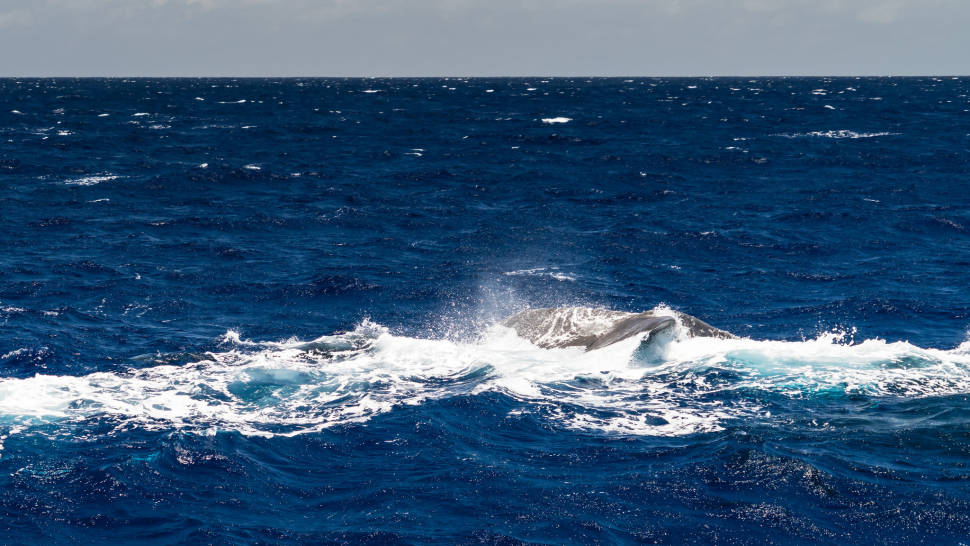 Whale Watching in Mauritius - Best Season