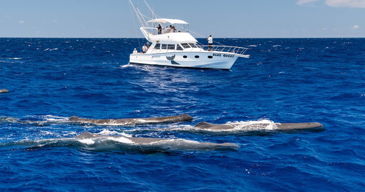 Whale Watching in Mauritius - Best Time