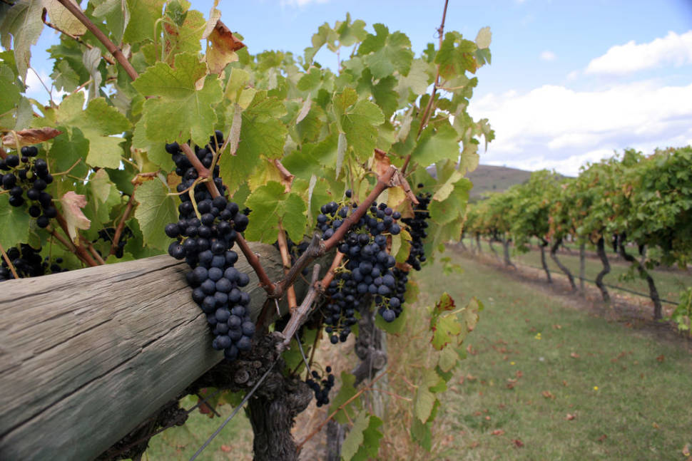 Grape Harvest in Yarra Valley in Melbourne - Best Time
