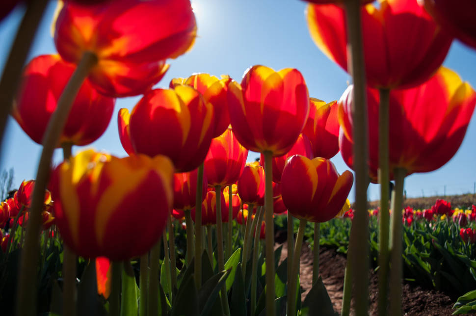 Best time to see Tesselaar Tulip Festival in Melbourne