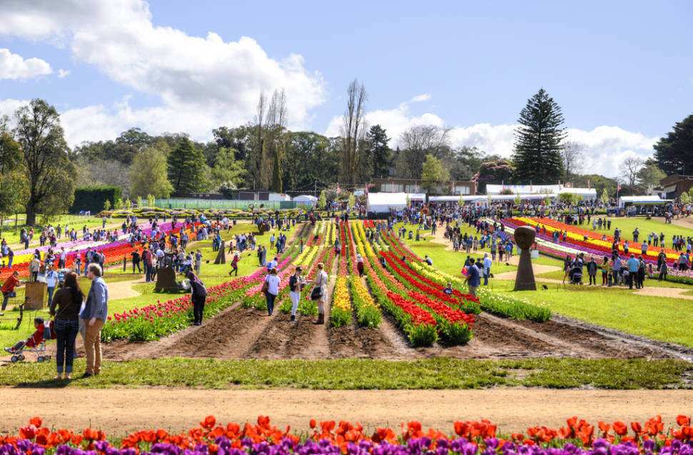 Best time for Tesselaar Tulip Festival in Melbourne