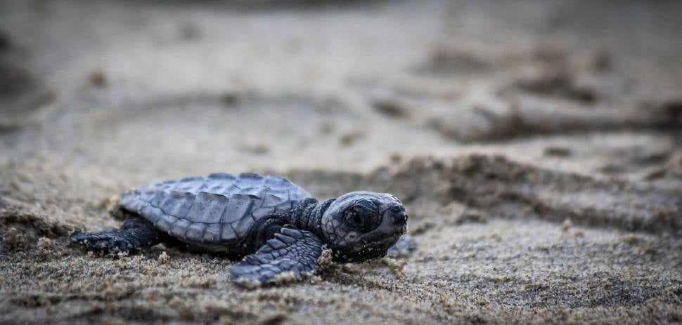 Olive Ridley baby sea turtle