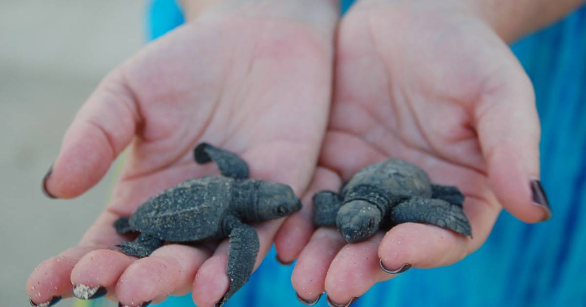 Baby Turtle Release in Mexico - Best Time