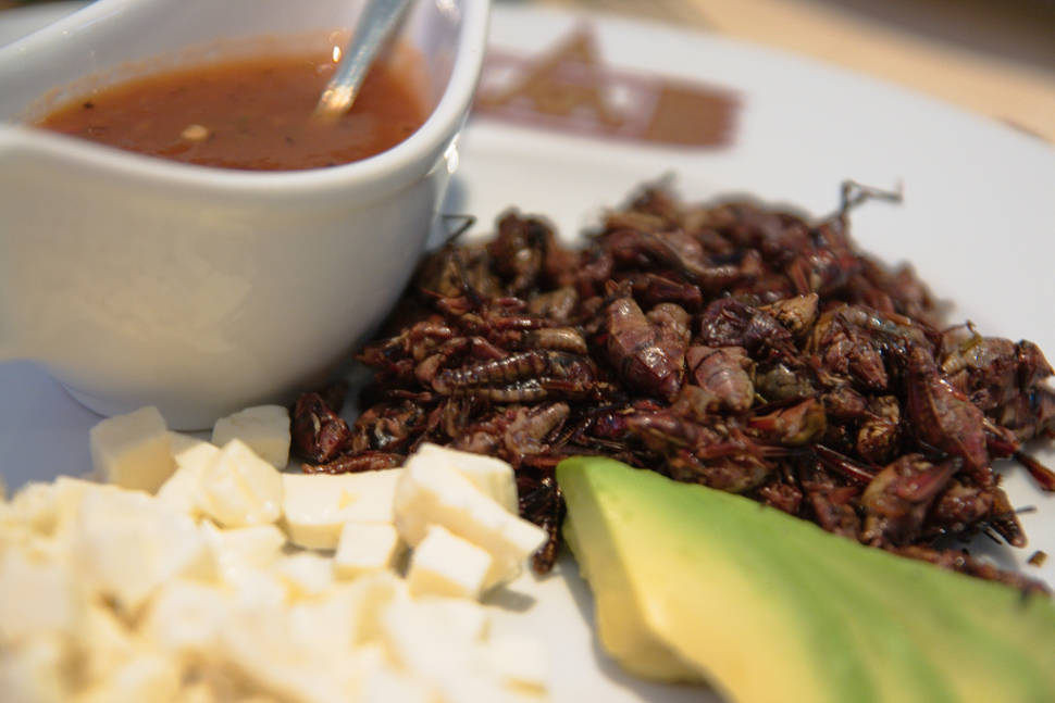 Best time for Chapulines or Grasshoppers in Mexico
