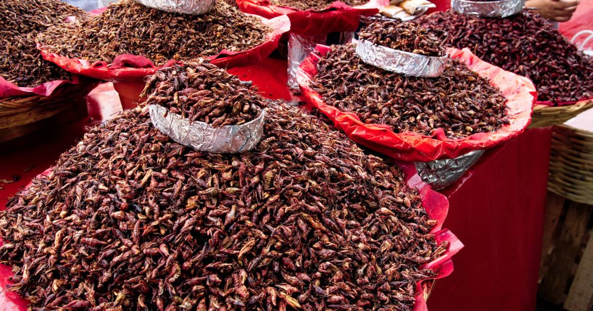 Chapulines or Grasshoppers in Mexico - Best Time
