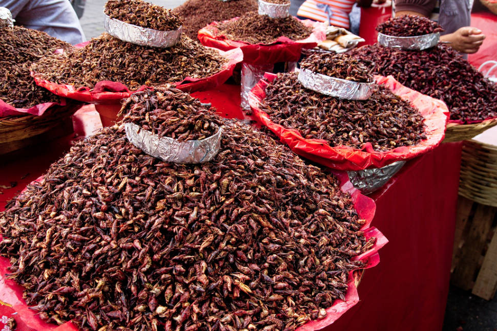 Chapulines or Grasshoppers in Mexico - Best Time