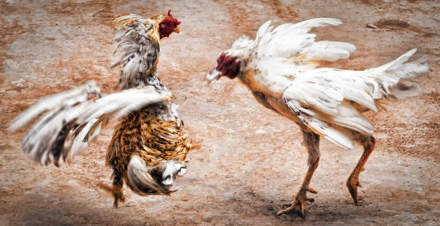 Cockfighting in Mexico - Best Time