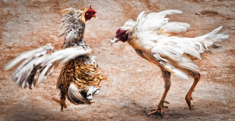 Cockfighting in Mexico - Best Time