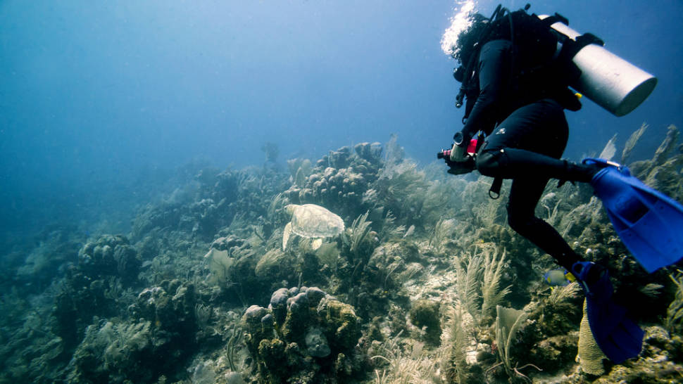 Reef Diving Xpu Ha Yucatan Peninsula Mexico