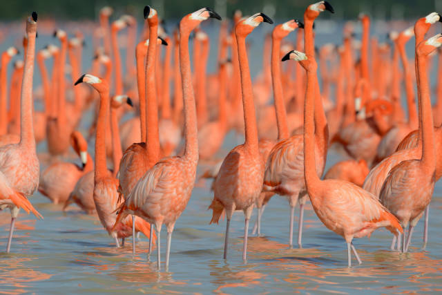 Best time for Flamingos in Mexico