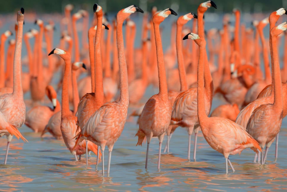 Best time for Flamingos in Mexico