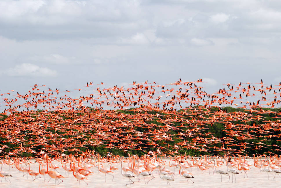 Flamingos in Mexico - Best Season