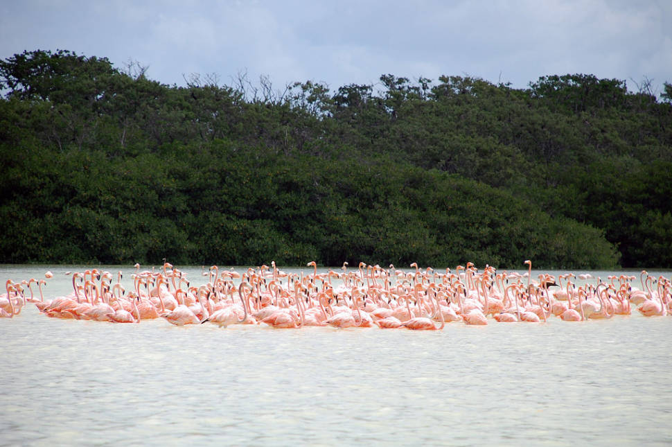 Celestun flamingos