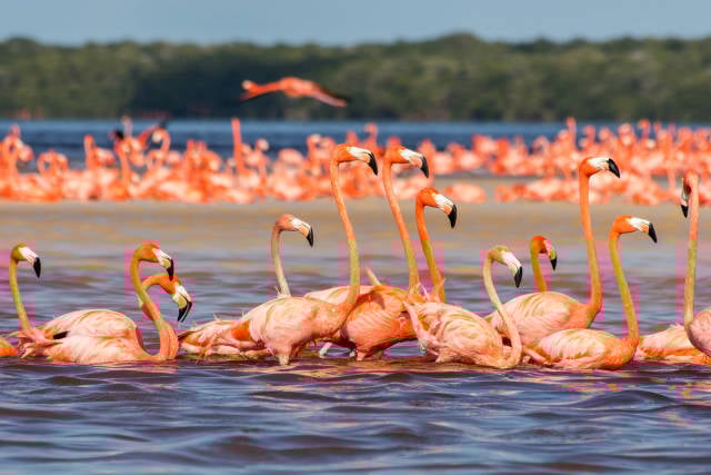 Flamingos in Mexico - Best Time