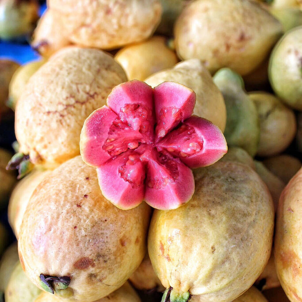 Guayaba (Guava) in Mexico - Best Season