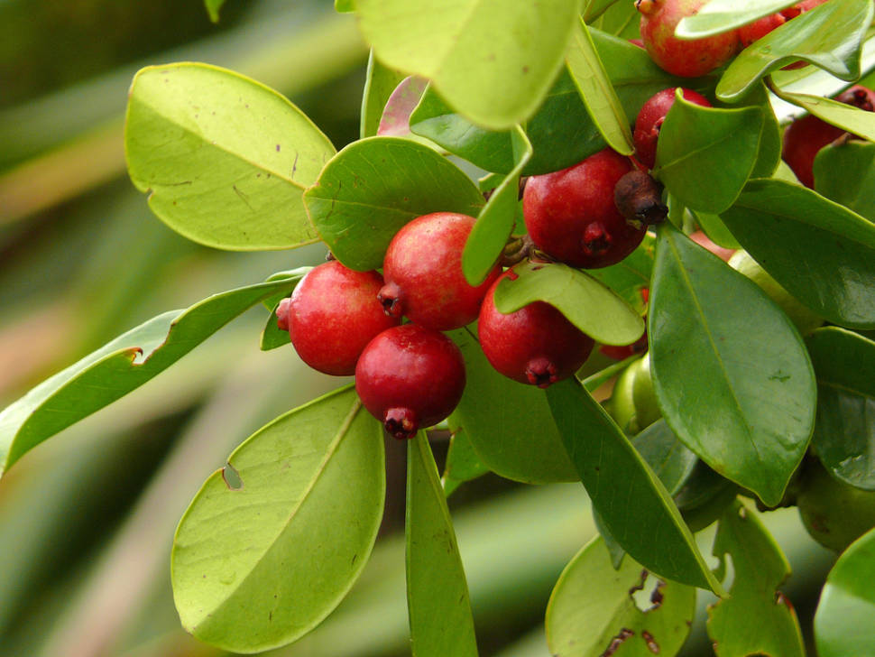 Best time for Guayaba (Guava) in Mexico