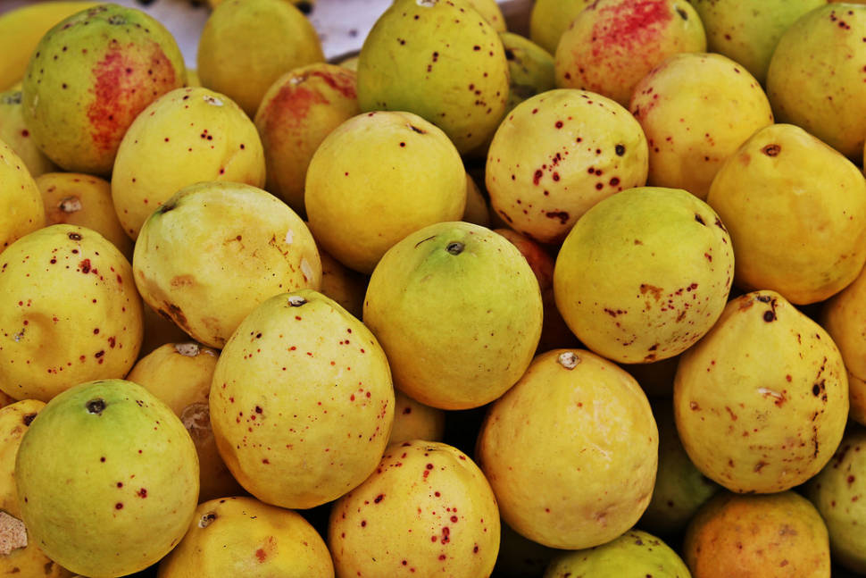 Guayaba (Guava) in Mexico - Best Time
