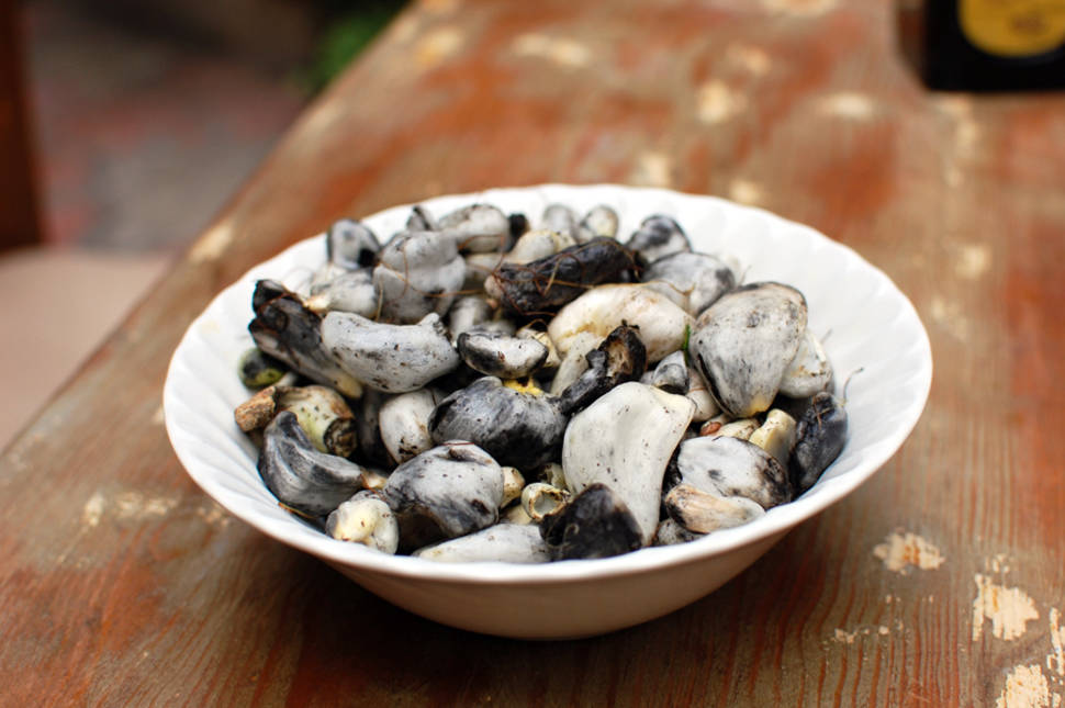 Huitlacoche or Corn Smut in Mexico - Best Time