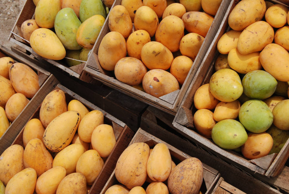 Mango in Mexico - Best Time