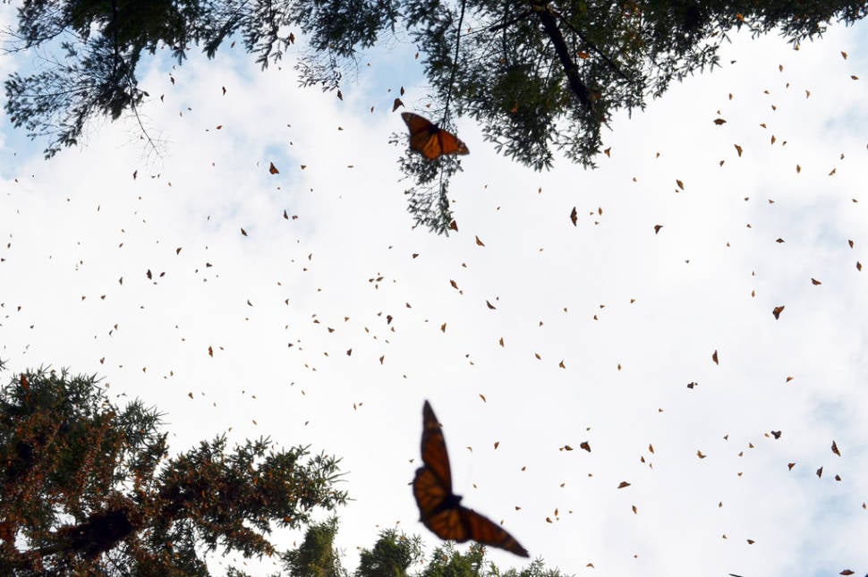 Best time to see Monarch Butterfly Migration in Mexico