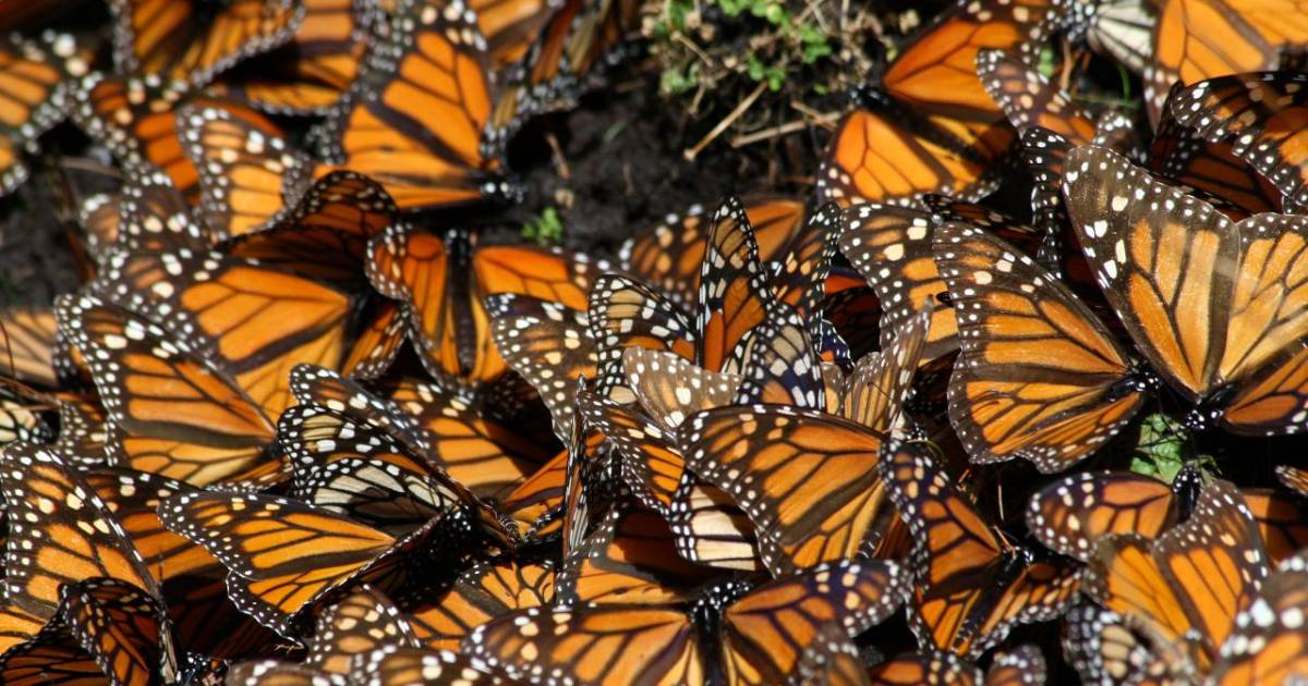 Monarch Butterfly Migration in Mexico - Best Time