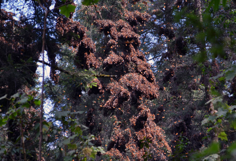 Best time for Monarch Butterfly Migration