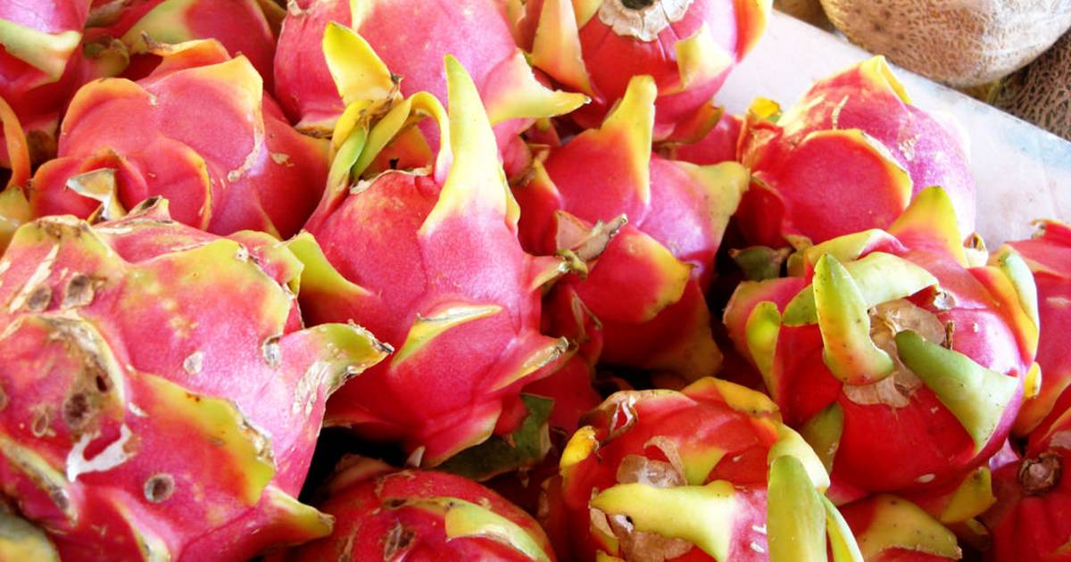 Dragon Fruit or Pitaya in Mexico - Best Time