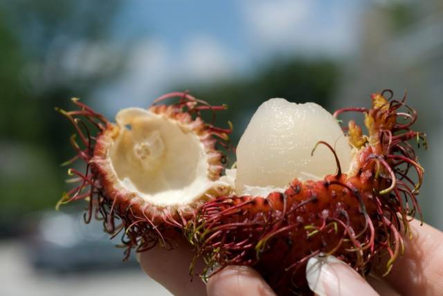 Rambutans in Mexico - Best Season