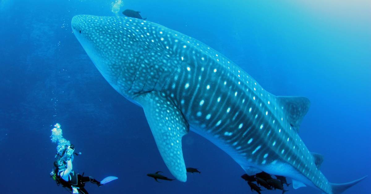 Swimming with Whale Sharks in Mexico - Best Time
