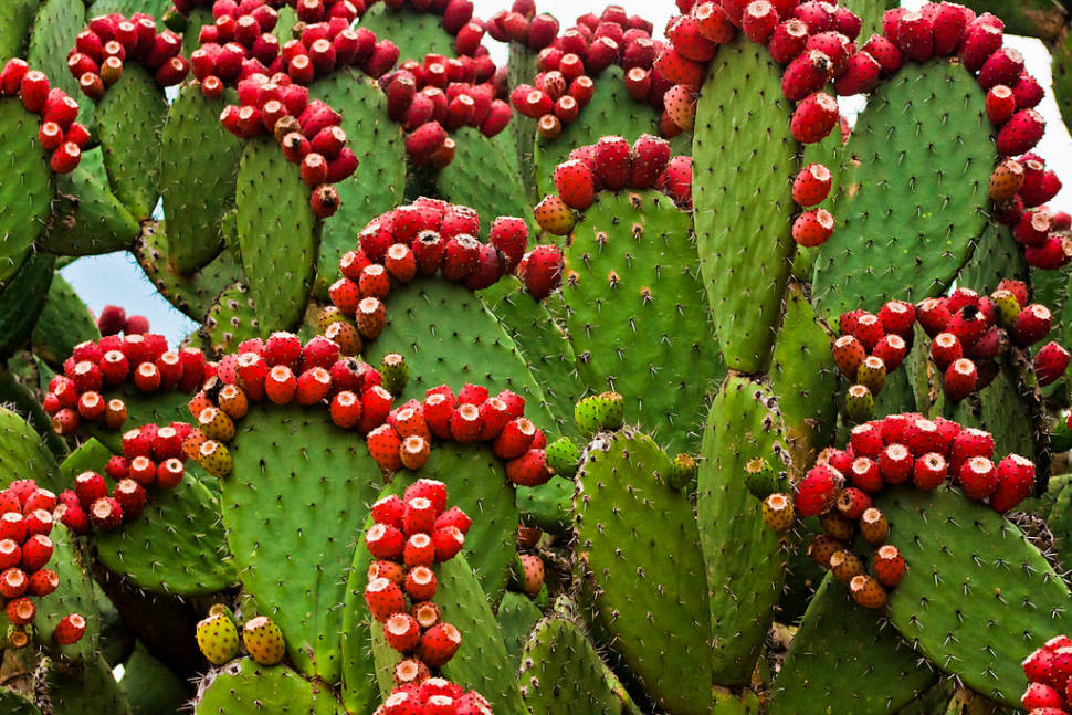 Best time for Tuna (Prickly Pear) in Mexico