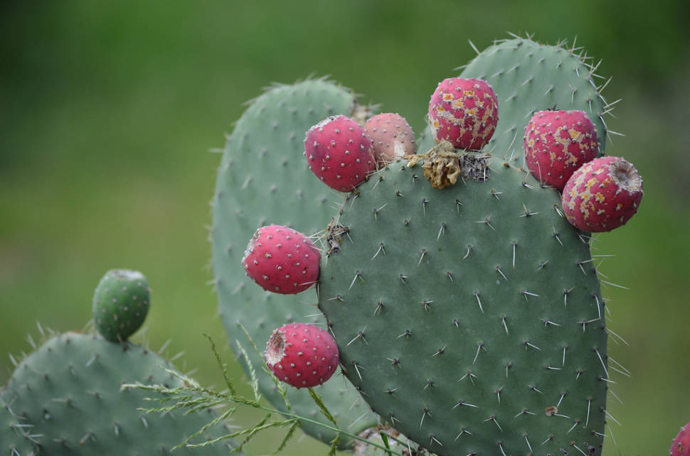Tuna (Prickly Pear) in Mexico - Best Season