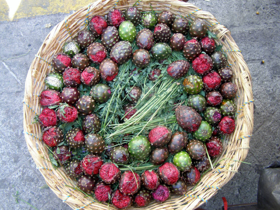 Best time to see Tuna (Prickly Pear) in Mexico