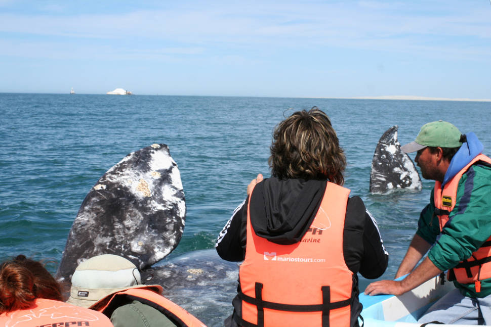 Whale Watching in Mexico - Best Season