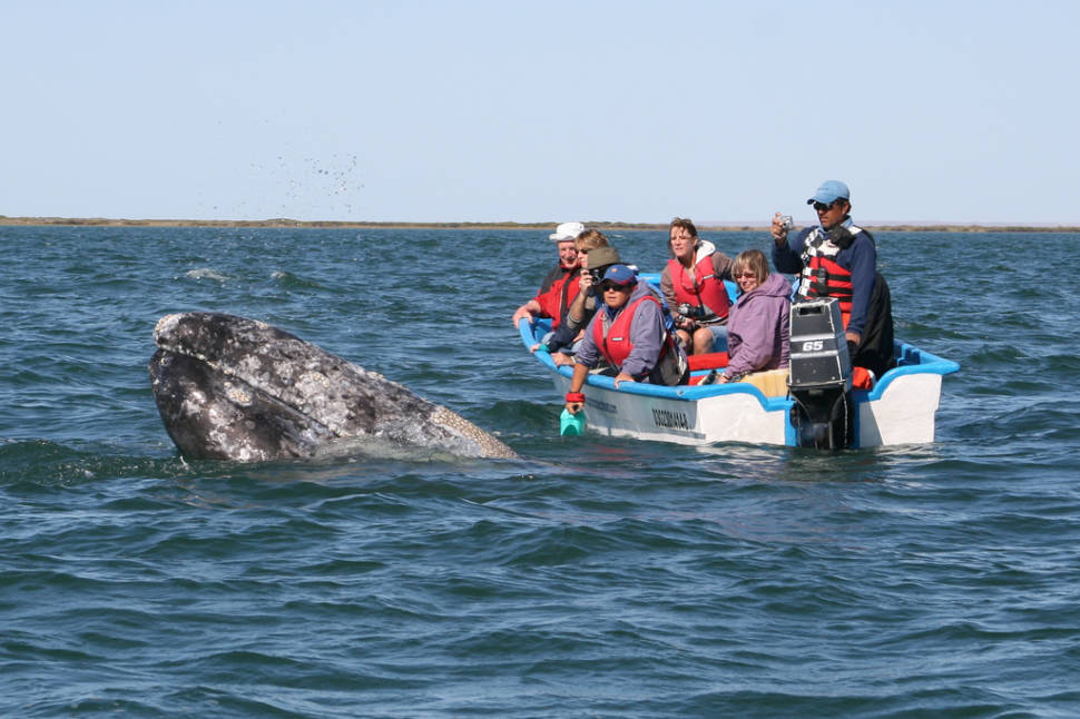 Best time for Whale Watching in Mexico