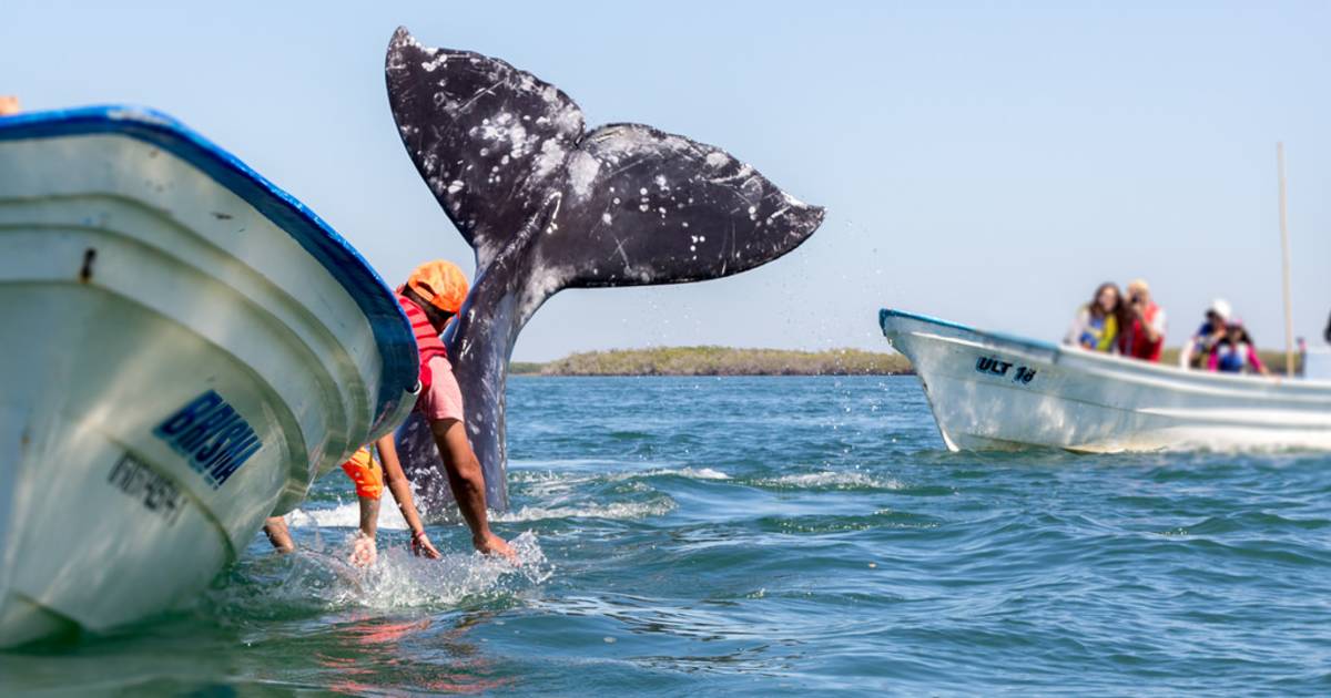 Whale Watching in Mexico - Best Time