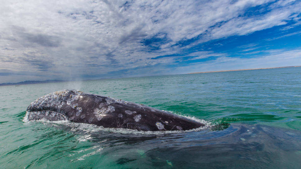 Laguna Ojo de Liebre, Baja California Sur, Mexico