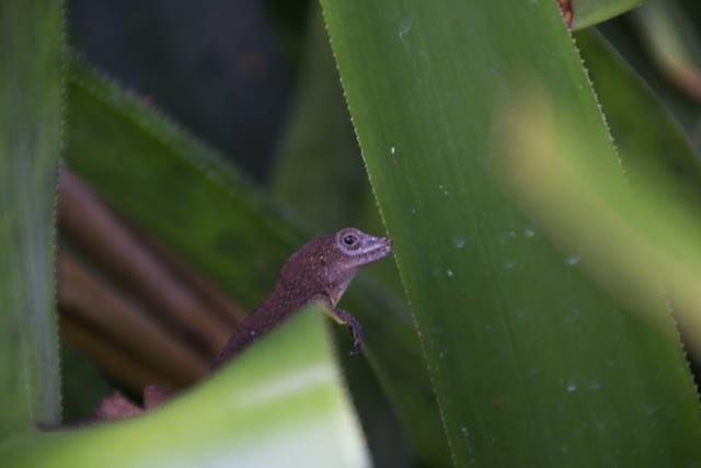 Best time to see The Kampong in Miami