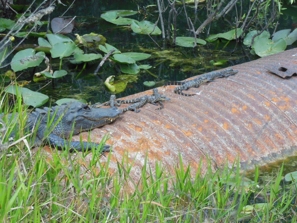 Shark Valley National Park