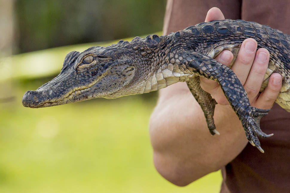 Baby gator in the Everglades