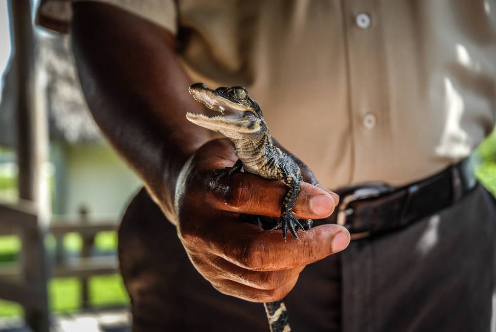 Baby Alligators in Miami - Best Time