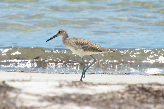 Willet