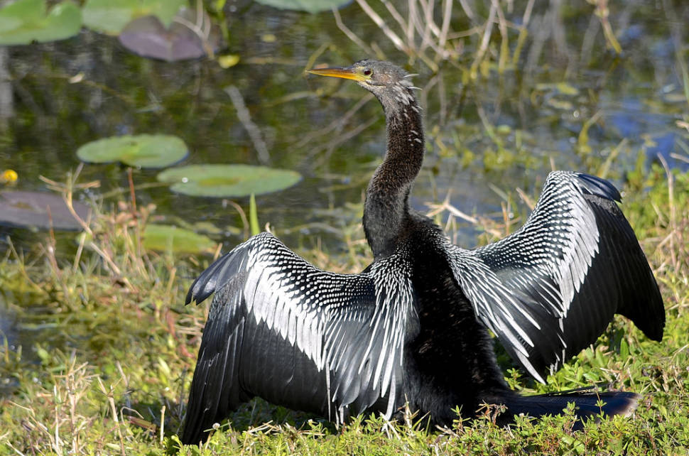 Anhinga