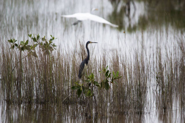 Birdwatching in Miami - Best Time