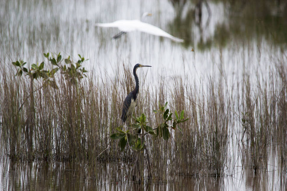Birdwatching in Miami - Best Time