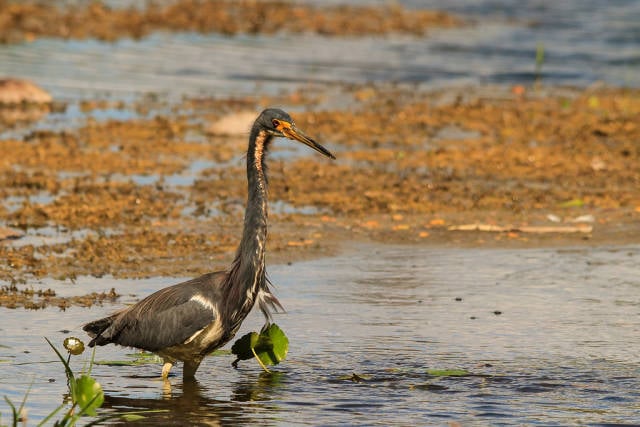Tricolored heron