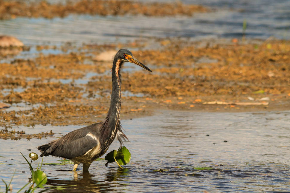 Tricolored heron