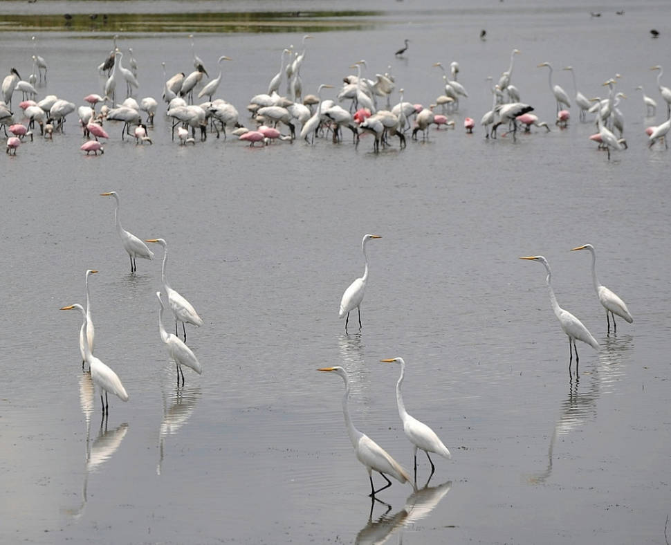 Best time for Everglades Boating Adventure