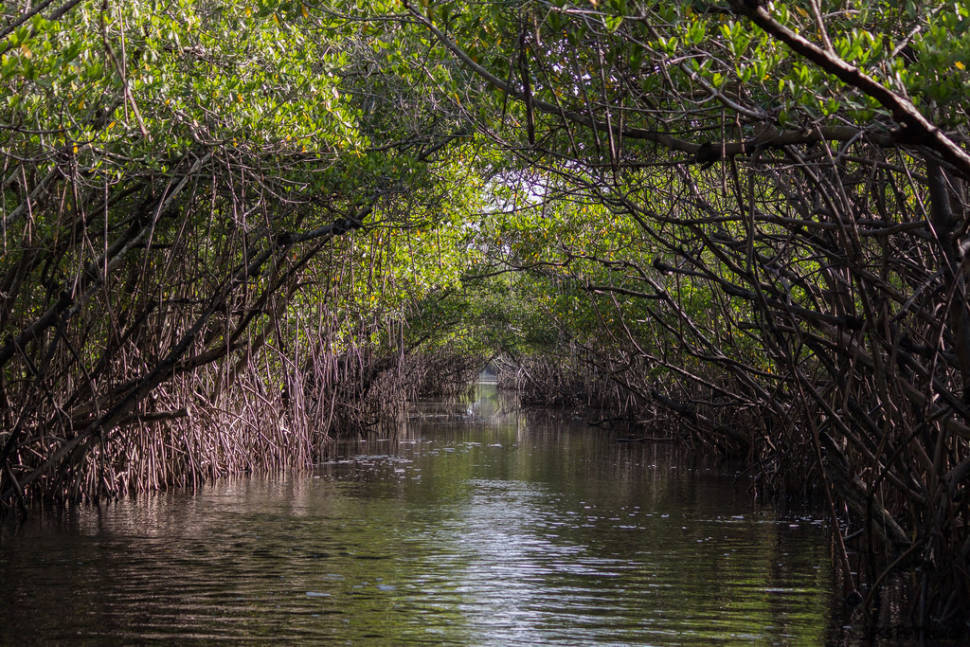 Through the mangroves