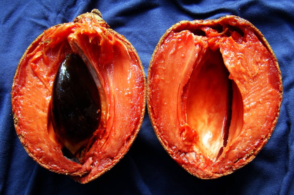 Mamey Sapote Harvest in Miami - Best Season