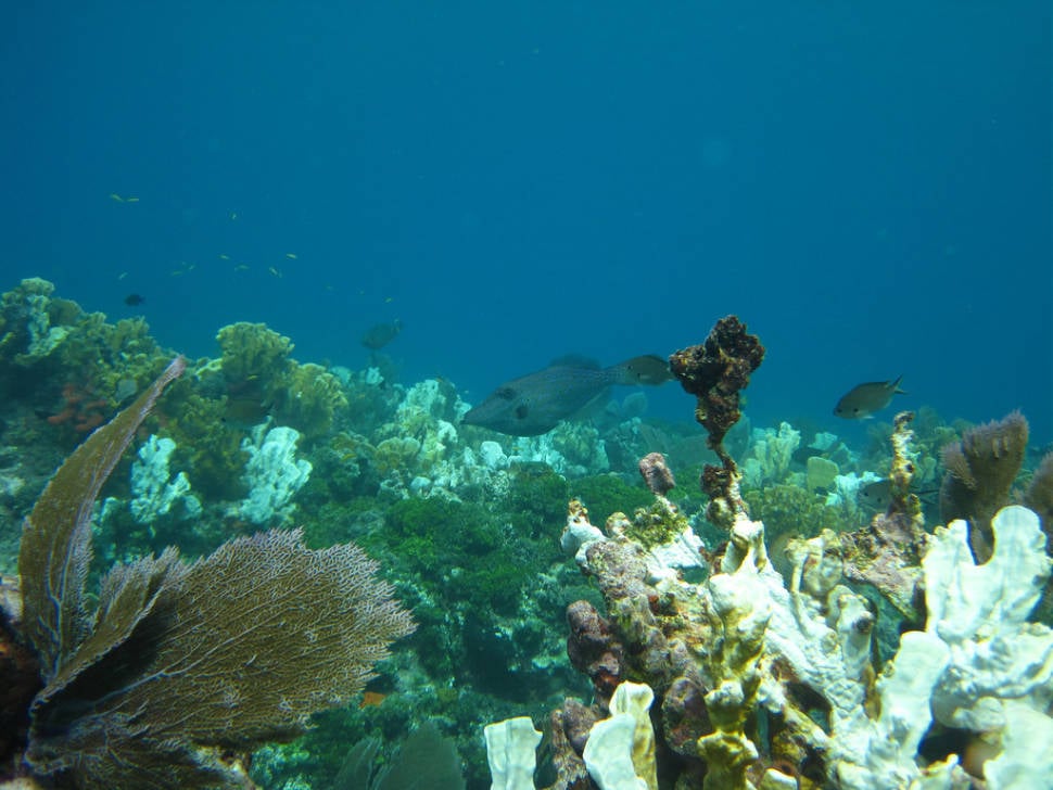 Scuba Diving and Snorkeling in Miami - Best Season